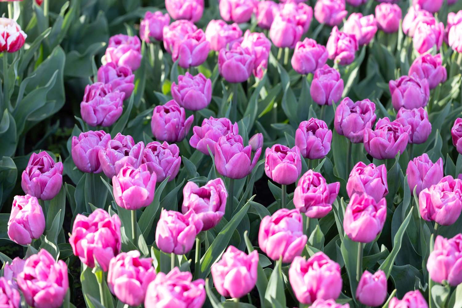 Tulipan 'Double You'